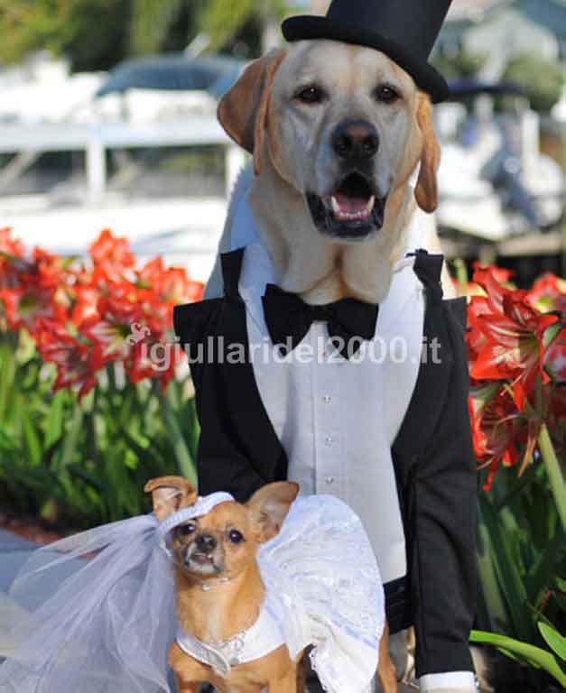 dog_wedding